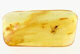 Detailed Fossil Ichneumon Wasp (Ichneumonidae) In Baltic Amber #275420-1